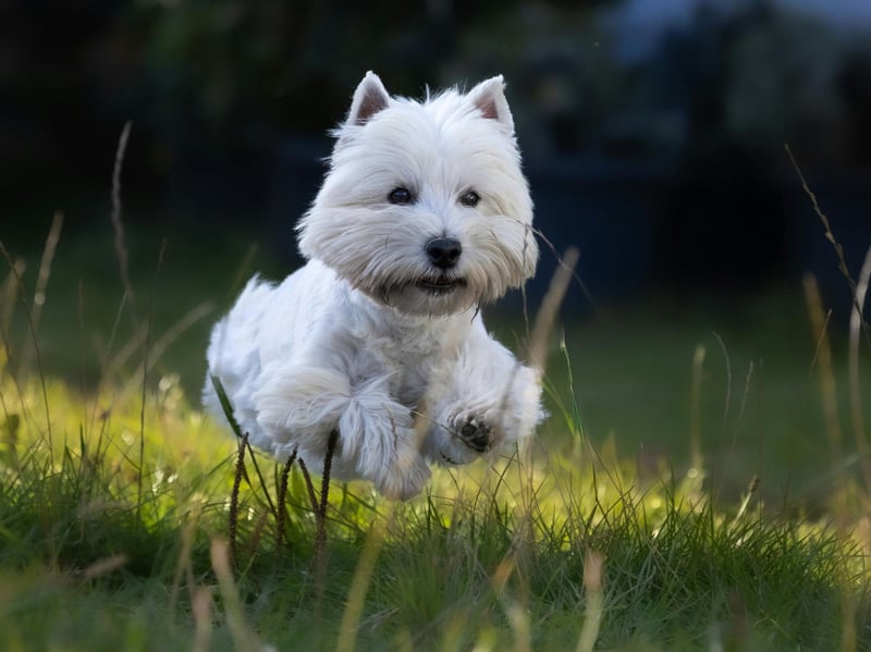 The Westie was first bred in the middle of the 19th century by Edward Donald Malcolm, the 16th Laird of Poltalloch, in Argyllshire. His aim was simply to create a white breed of the normally-dark terrier