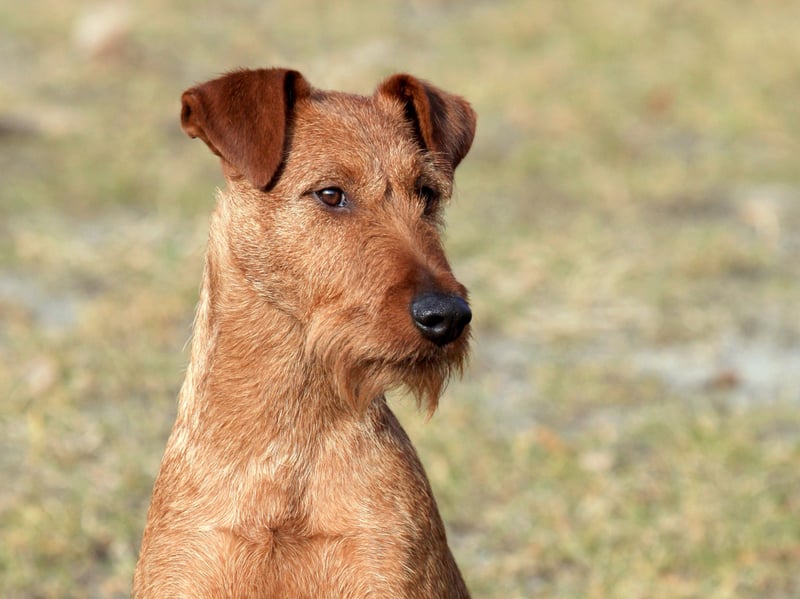 Considered one of the oldest of the terrier breed, the Irish Terrier is thought to have descended from the British black and tan terrier-type dogs - with some believing that they share a bloodline with the Irish Wolfhound. They make excellent tracker dogs due to their sensitive noses.