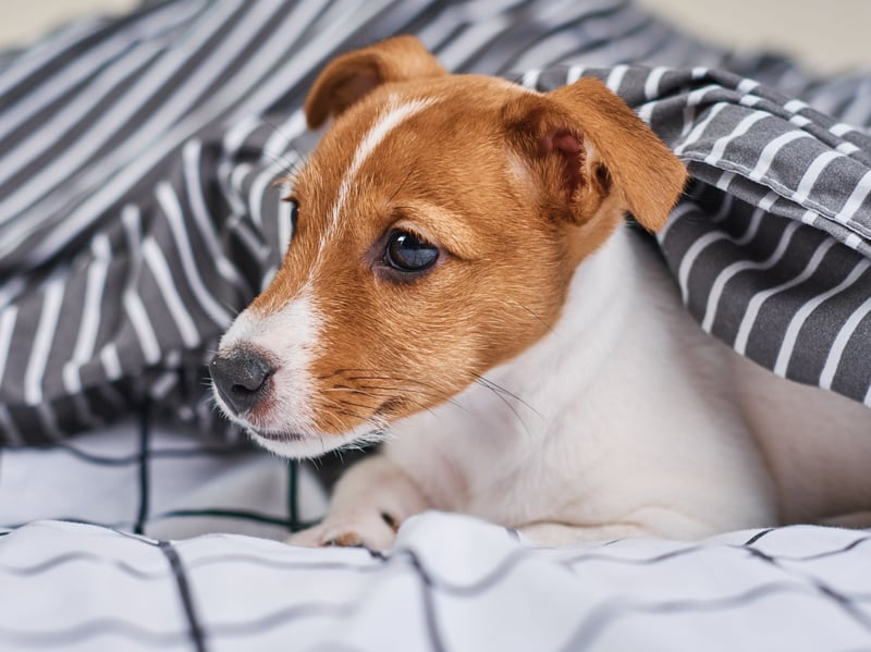 Hugely popular as family pets, the Jack Russell Terrier is named after the man who first bred them - a parson and hunting enthusiast called Reverend John Russell who was born in 1795. They come with a range of coats - from smooth to rough.