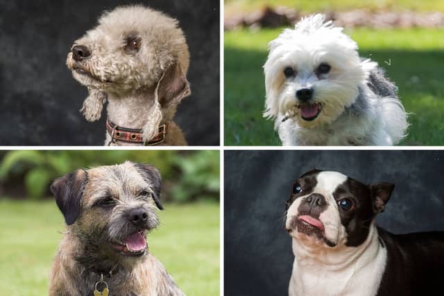 Four of the 33 breeds of Terrier recognised by the Royal Kennel Club.