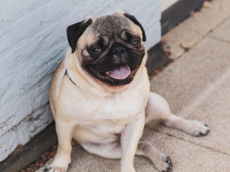 It's not just big dogs that get joint issues, one of the smallest breeds to be particularly susceptible to hip dysplasia is the Pug. They tend to develop the condition quite early in life. Treatments for hip dysplasia include weight reduction, exercise restriction, physical therapy, joint supplements, anti-inflammatory medications and joint fluid modifiers. |