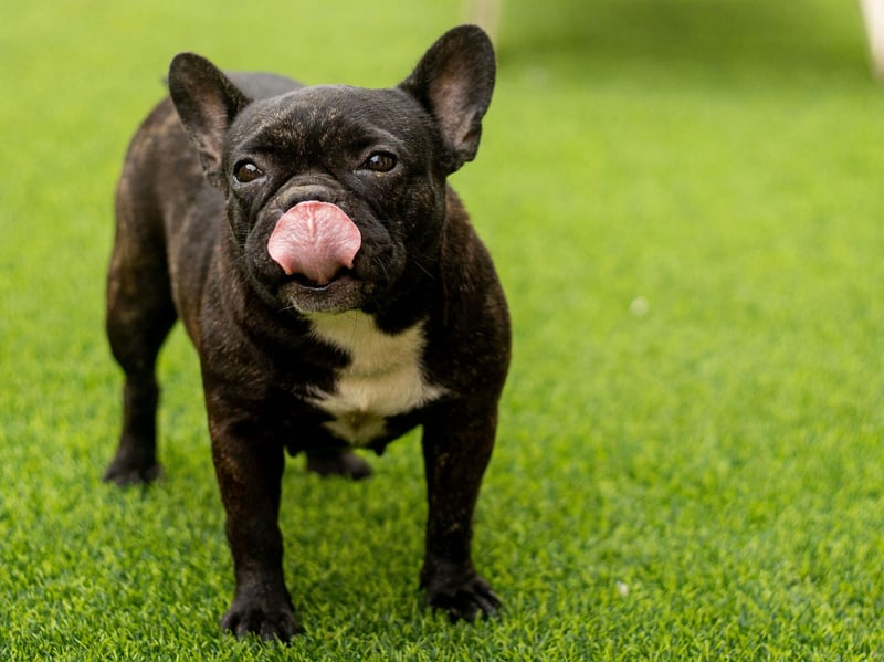 Sadly selective breeding has made the French Bulldog susceptible to a variety of physical conditions, including hip dysplasia. Responsible breeders will do all they can to better the bloodlines of their breeds, making their puppies less likely to develop problems.