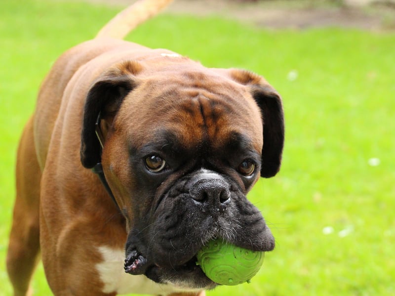 A medium sized breed breed that can develop hip dysplasia at any time of life is the Boxer. Dogs with the disporder can still lead long, full lives, especially with treatment.