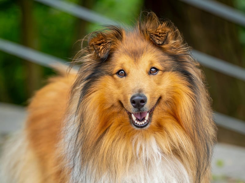 In common with all the herding shepherd breeds, the Shetland Sheepdog is prone to the misalignment of joints that is the root cause of the condition. It can force these energetic animals to live a fairly sedentary life. Too much exercise can have fatal repercissions for dogs with hip dysplasia.