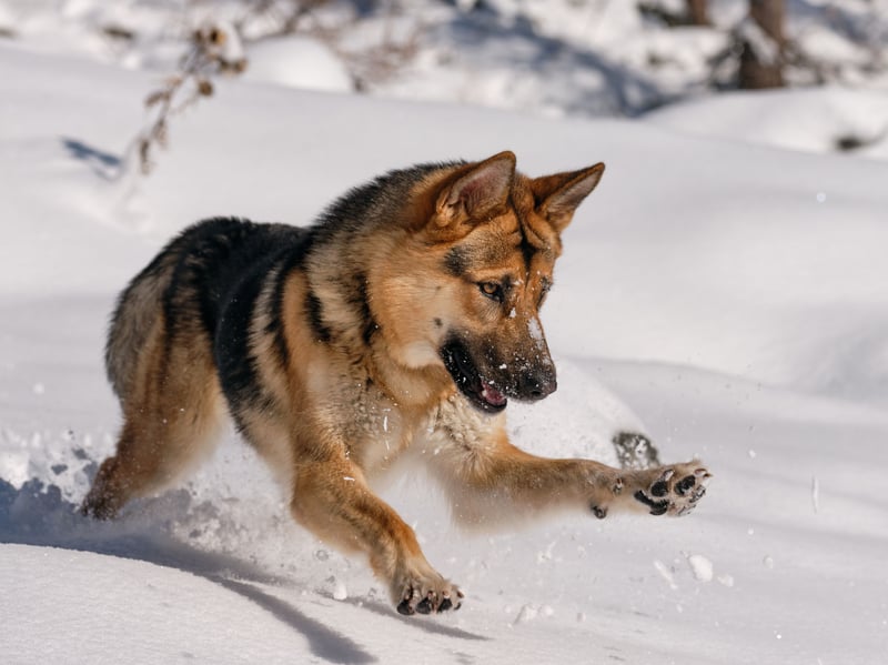 As a rule of thumb, larger dogs are generally more likely to develop hip dysplasia than smaller pups - and the German Shepherd is a case in point. They are most likely to suffer from the condition later in life, at around the age of seven.