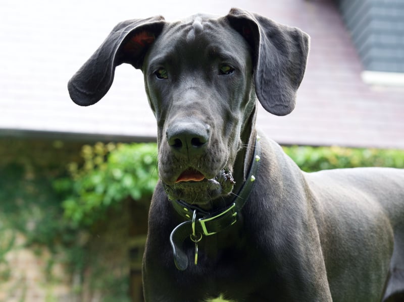 The Great Dane's enormous size and exceptionally rapid growth place considerable demands on developing joints. As with all breeds, the likelihood of developing hip dysplasia rises dramatically if there's also a genetic predisposition to the condition.