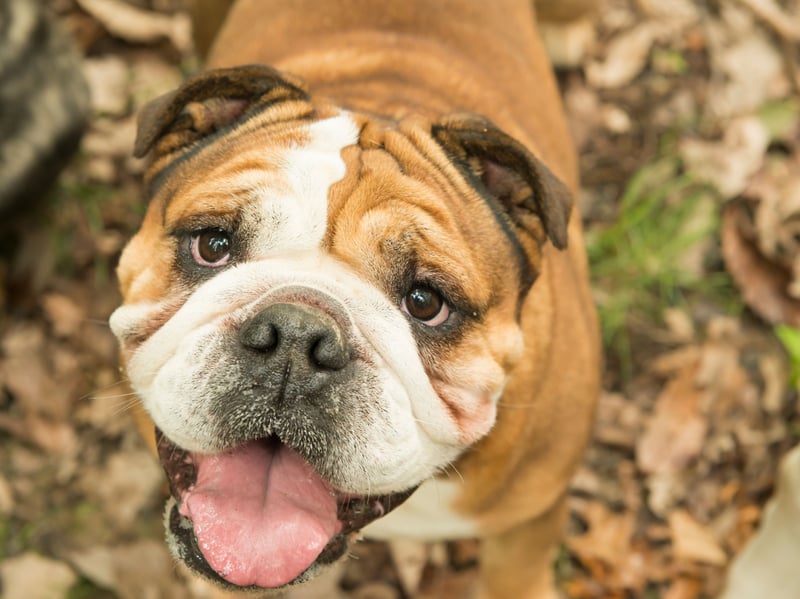 Bulldogs can develop hip dysplasia because of inherited skeletal abnormalities and their unusual body structure. Their compact, heavily built conformation can contribute to abnormal forces across the hip joints.