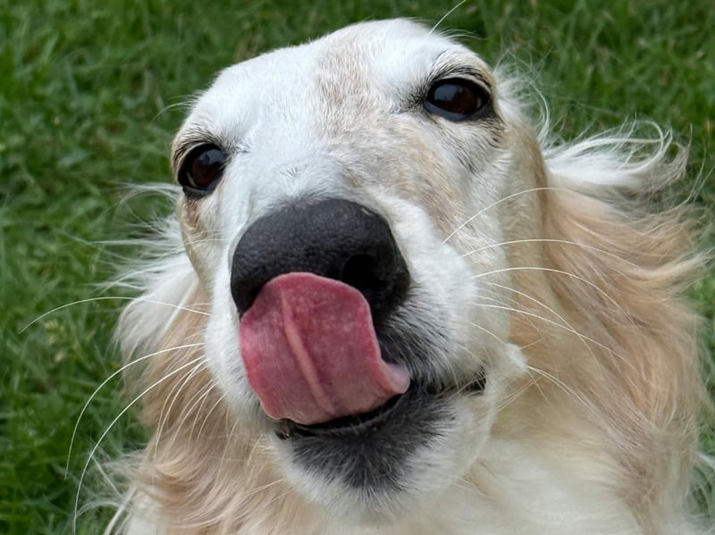 Borzois can be affected by hip dysplasia despite their lean, lightly built appearance. Genetic susceptibility remains important, and abnormal development of the hip joint can eventually cause instability and arthritis.