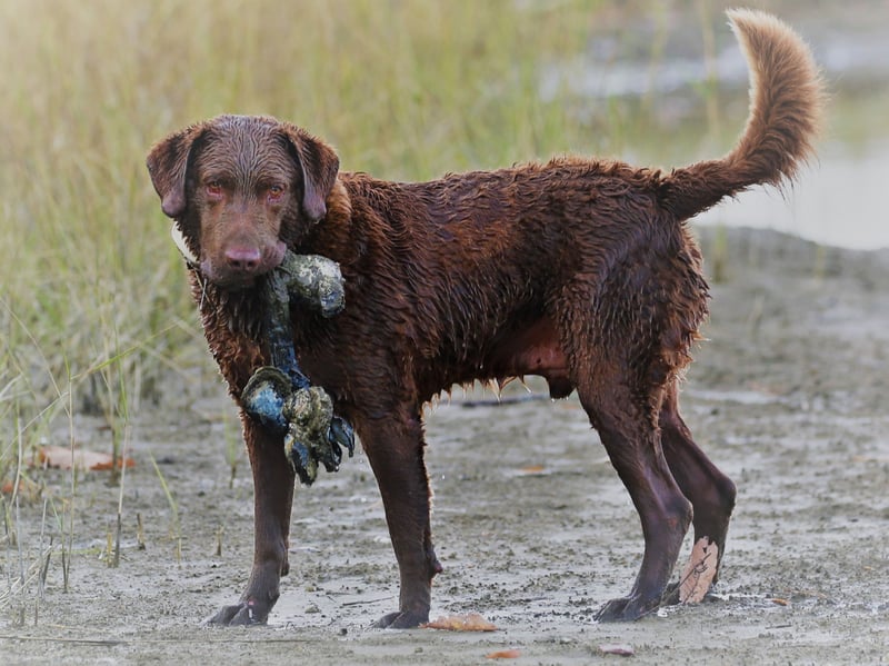Breeds that grow particularly quickly are more likely to develop joint issues, including hip dysplasia - something that is the case for the the lovable and curly-haired Chesapeake Bay Retriever.