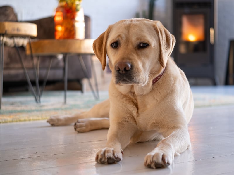 A combination of a large frame, genetic predisposition and weight distribution mean that lovable Labrador Retrievers commonly develop hip dysplasia. Symptoms of the condition include walking with a limp, lack of interest in exercise, reluctance to climb stairs, and a clicking sound when walking. It's not stopped them being the UK's - and the world's - favourite breed of dog.