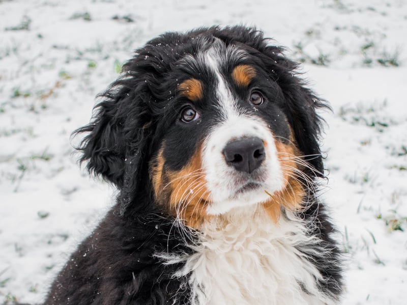 There are no prizes for guessing why the Bernese Mountain Dog often suffers from hip dysplasia - it's another breed whose huge size puts enormous strain on their joints. It's thought that around 28 per cent of Berners will develop the condition at some point in their lives. 