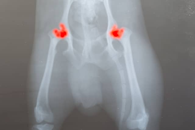 An x-ray showing the areas impacted by dog hip dysplasia.