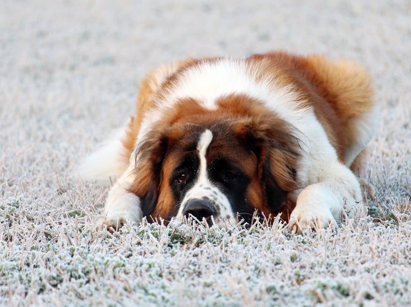 The Saint Bernard is prone to a range of joint degenerative disorders due to its huge size - being that heavy is guaranteed to put strain on the doggy joints. Keeping a dog at a healthy weight is one of the best ways to minimise the risk of developing such issues.