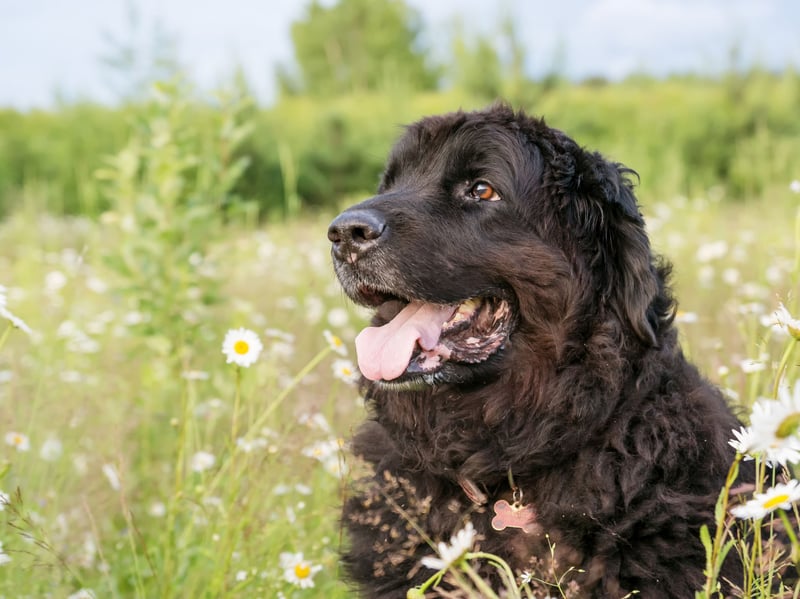 Another dog whose huge size can cause hip problems os the enormous Newfoundland. Over-exercising a dog, allowing them to jump from excessive heights and skidding on slippery surfaces are all factors that can aggravate hip dysplasia. 