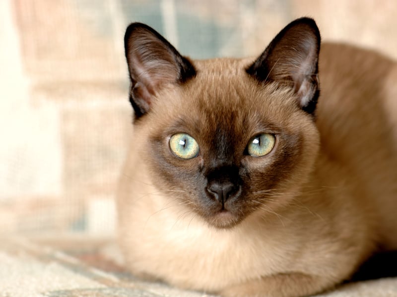 Tonkinese cats are outgoing characters who frequently enjoy living and developing close relationships with other cats. Don't be surprised if they gang up you to get their own way though.