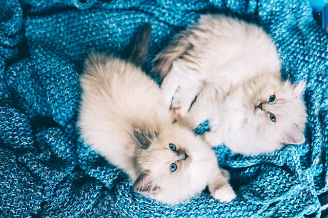 Some cat breeds are very happy to share a home with another feline.