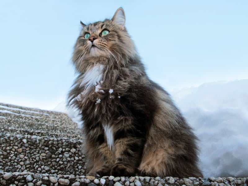 Norwegian Forest Cats may be enormous and look a bit scary - but not necessarily to other cats. Their balanced personalities can make them comfortable around other cats, provided introductions are handled patiently and each cat has adequate resources.