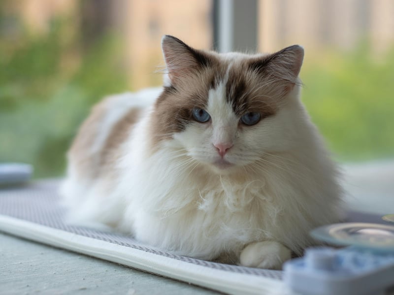 Ragdolls are the classic sociable breed of cat who tend to get on with everybody and everything. They are gentle, affectionate, and easygoing cats that often really enjoy feline companionship. This is a perfect cat for a multi-cat households, especially when introduced gradually.