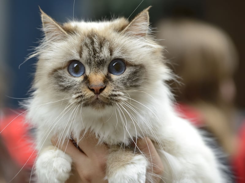 Birmans are both people-oriented and cat-oriented felines that always appreciate company. They often develop particularly strong friendships with other cats in their household and aren't fans of being left alone generally.