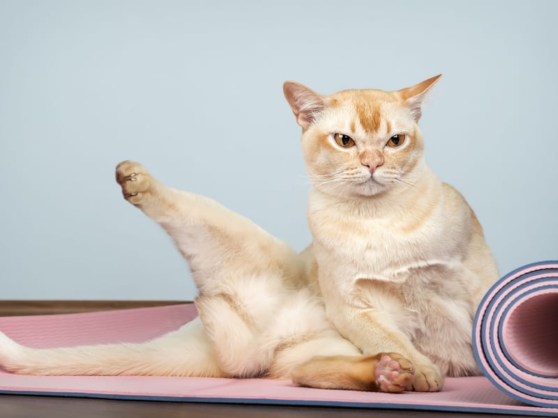 Burmese cats love having another cat (or two) around, particularly one with a similarly energetic personality. Companionship keeps them entertained and engaged.