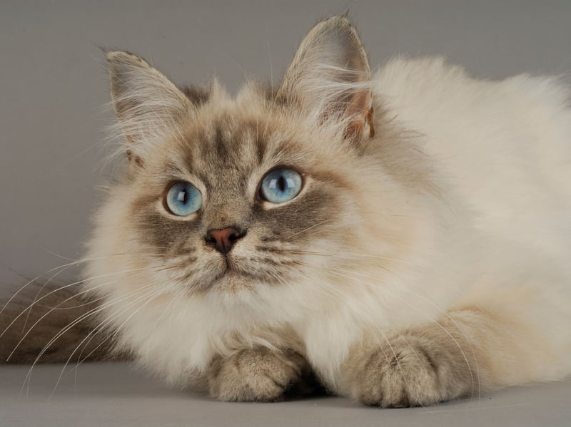 Siberian cats are affectionate, playful, and often adaptable to busy households. Many enjoy interacting with other animals, making them a possible choice for multi-cat families with compatible personalities.