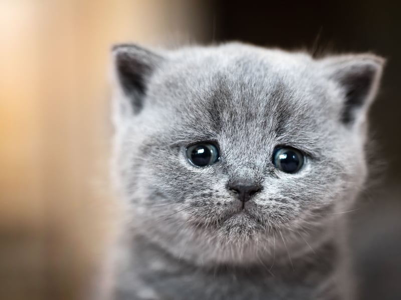 British Shorthairs are usually calm, independent, and tolerant. While they may not constantly seek feline companionship, many can share their home comfortably with another cat when introductions are managed carefully.