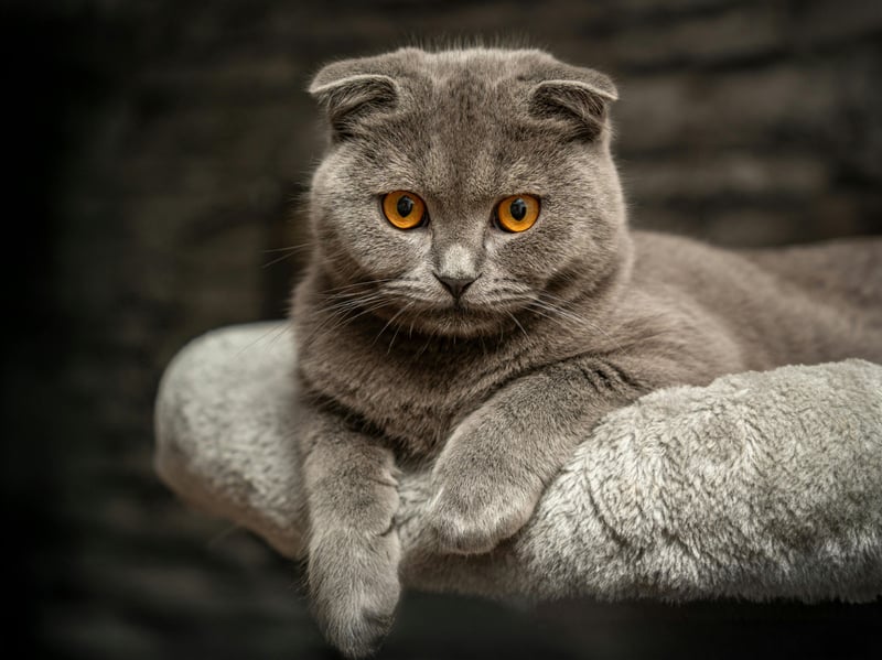 Scottish Folds are typically calm, affectionate, and relatively easygoing. They can coexist peacefully with other cats when properly introduced, although their individual temperament and activity level should always be considered.