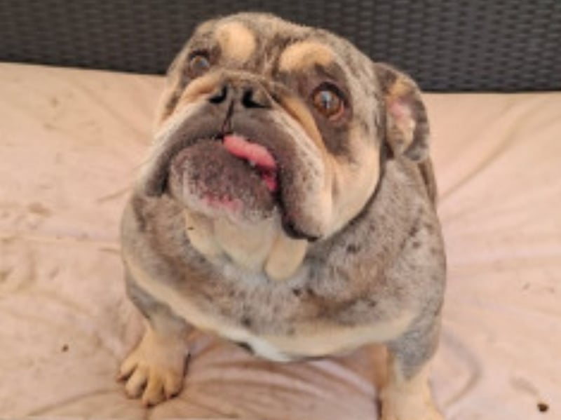 Meet Lady, a gorgeous 4-year-old British Bulldog who is looking for a secure, loving home where she can finally settle and be truly cherished.
A SCC spokesperson said: "Lady came into our care alongside her son, Marvel, through no fault of their own.
"She is already spayed and is a small girl with a huge personality, full of wiggles, enthusiasm and affection.
"Lady absolutely loves her food and treats, which will be a great tool for continuing her training and building a bond with her new family. She can be lively and excitable, but underneath all that bulldog enthusiasm is a lovely girl who deserves stability, patience and kindness.
"Sadly, Lady has not always had the most settled experience in life and has regularly found herself straying in the past. Because of this, we are looking for a home that can offer her the security, routine and understanding she needs. She can also be wary or startled by loud noises, so a calm, positive approach will help her feel safe and build confidence."