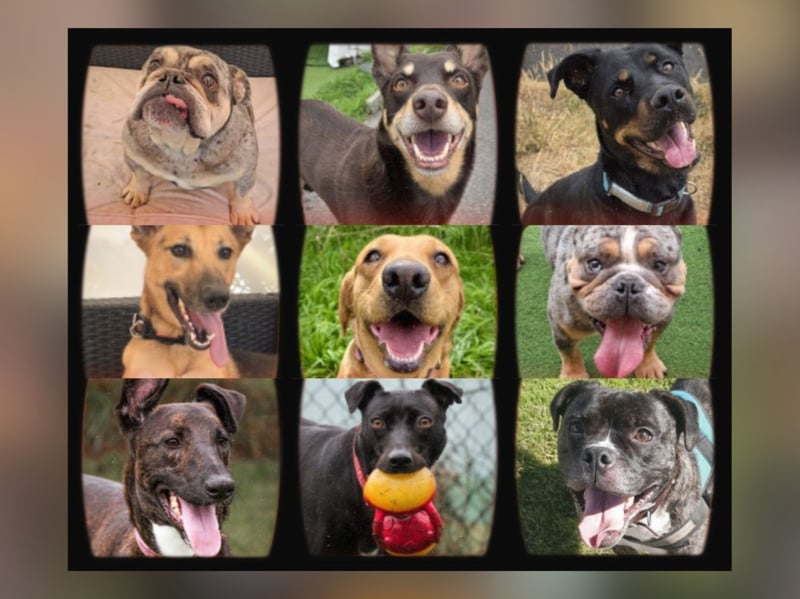 Could you help give one of these dogs a forever home?