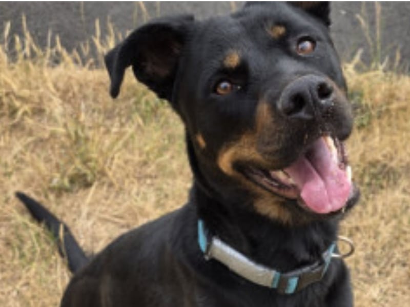 A SCC spokesperson said: "Lovely Indie arrived at our kennels after being found as a stray. Indie is microchipped so we know she is only 18 months old. "She is a happy, loyal and playful girl who loves toys and will play for hours with her favourite people. She has been friendly with all staff since arriving and enjoys her time in the play field having toys thrown for her (she is still working on fetching them back but she is a very clever girl) she is also a bit of a lap dog despite being a big girl, she enjoys a good cuddle on the sofa.
"She really is a all round fantastic girl who will be the most amazing furry family member for some lucky people. Indie would benefit from a active home where she can have plenty of outdoor adventures with her new family (she is a mix of two high energy breeds) but she is also happy relaxing with her people.
"She has the basics in training so she is looking for her new family to get her brain working just as much as her legs. As Indie was found as a stray we are unsure what she is like with dogs outside of a kennel environment but has shown positive interactions with the dogs she has met whilst in our care."