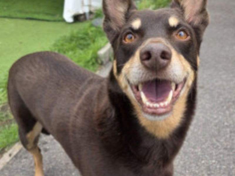 Delightful Duke is a 9-year-old Kelpie x Collie who is every bit as sweet as he is clever, according to Sheffield City Council's kennels.
A spokesperson added: "He’s a lovely boy who enjoys playing with his toys just as much as he enjoys a good cuddle and plenty of affection. He appears to be very house trained and is a bright, intelligent boy who really wants to please.
"Duke would love a home where he can be the only dog so all the attention can be on him. He can be a little nervous about certain things when he’s out and about, so his new family will need to be patient and help him build his confidence at his own pace. With the right people, we’re sure this gentle boy will continue to blossom.
"Duke would be best suited to a home with older children, someone who has the time and patience to help him settle and where he won’t be left alone for long periods of time. Duke would love a secure garden where he can safely enjoy himself. In return, he’ll give you plenty of love, companionship, cuddles and some very enthusiastic toy play!"
