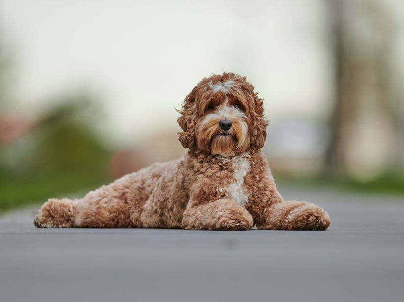 A cross of the UK's favourite dog, the Labrador Retriever, and the Poodle - the Labradoodle combines the former's wonderful personality with the latter's soft, hypoallergenic coat.