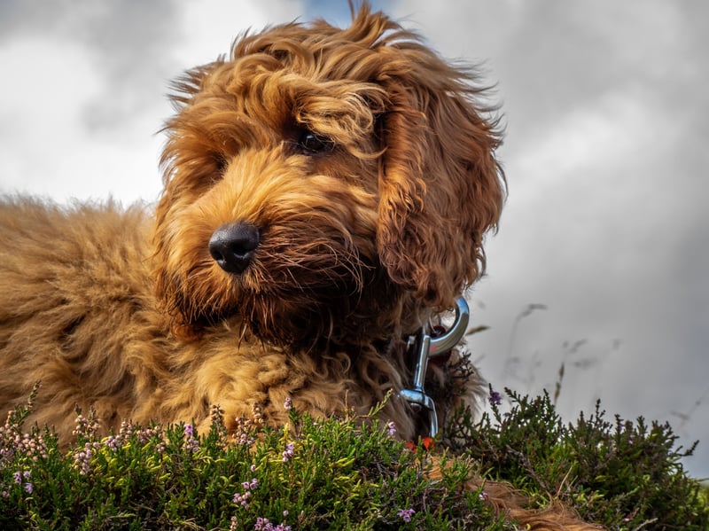 The Cockapoo is another crossbreed that has the Poodle's beautiful low-shedding coat, this time mixed with a playful Cocker Spaniel.