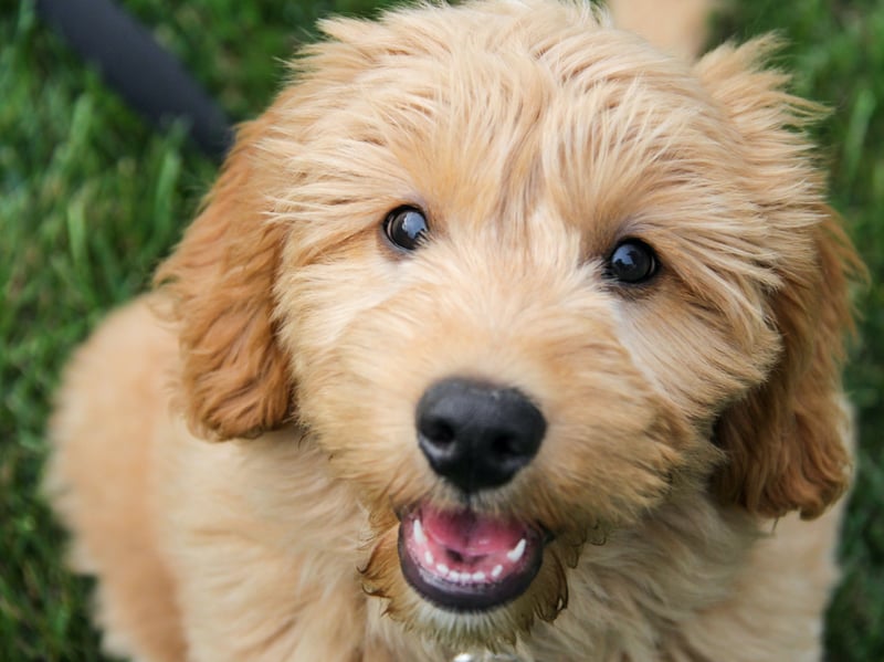 Goldendoodle owners get the best of both worlds, with the lovable and playful nature of a Golden Retriever and the intelligence and hypoallergenic coat of a Poodle. 