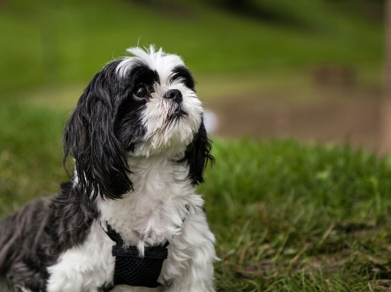 The result of crossing a Shih Tzu with a Maltese, the Maltese Shih Tzu is a small crossbreed that is also known as the 'friendly toy' due to their well-rounded temperament.