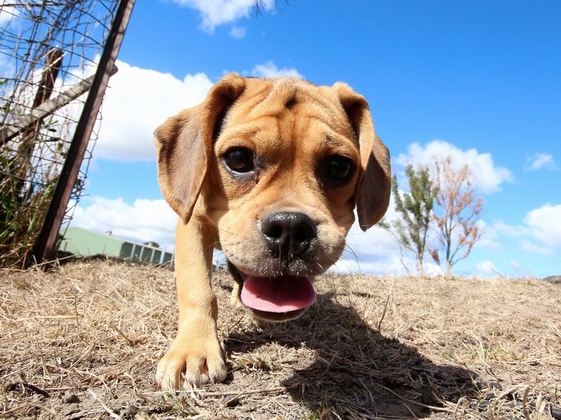 Just as adorable as it sounds, the Puggle is a cross between a Pug and a Beagle. The result is a dog that is supposed to be less likely to inherit the Pug's common health issues or the Beagle's habit of howling - although some offspring may inherit both parents' less positive attributes.