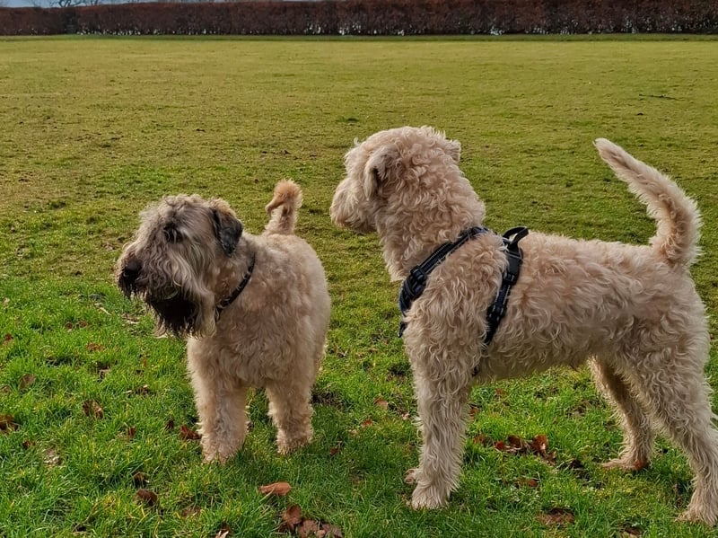 Refered to in their native Ireland as 'the Poor Man's Wolfhound', the Soft-coated Wheaten Terrier has been used for over two hundred years as an all-purpose working dog. They share ancestry with the Kerry Blue Terrier and the Irish Terrier.