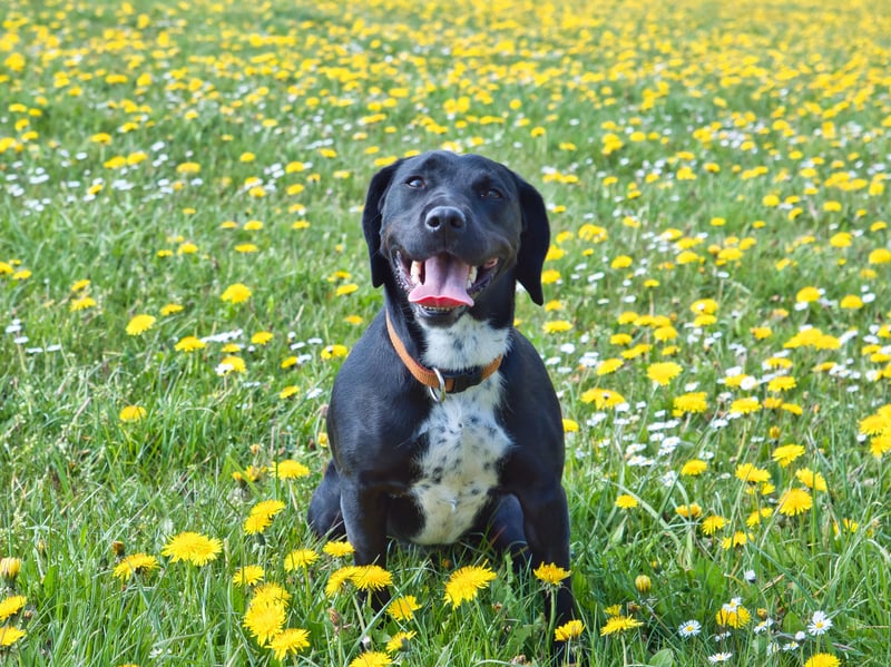 Also known as a Labradinger, the Springador is a mix of Labrador Retriever and Springer Spaniel, combining the attributes of two of the UK's most popular sporting dogs.