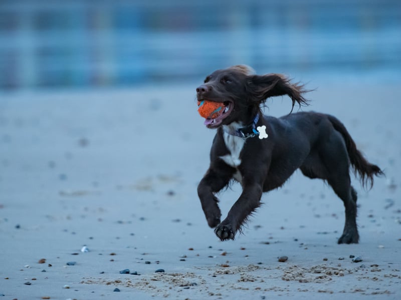 The Sprocker Spaniel is a mix of two spaniel breeds - the Cocker and the Springer. While they are not technically crossbreeds, because both parents are from the same family, neither are they considered pedigree as they cannot be registered with the Kennel Club. They make for loyal, intelligent and easy to train family pets.