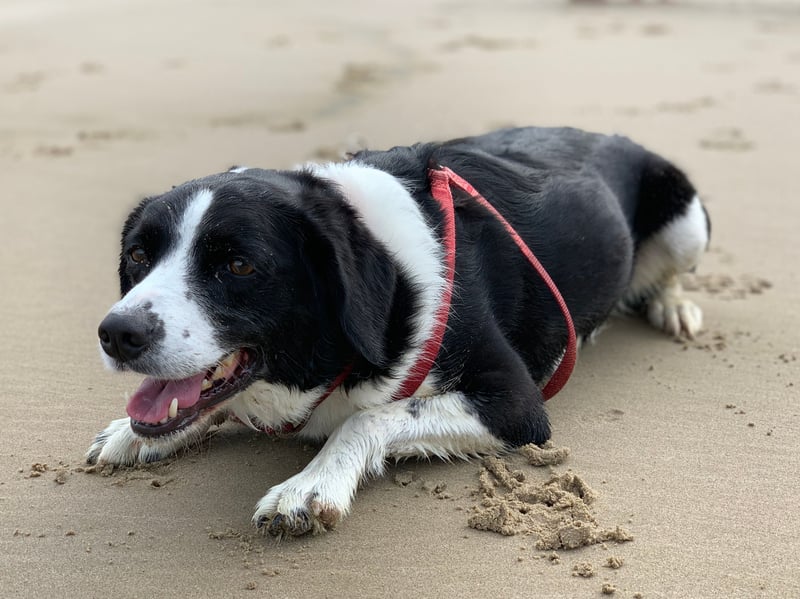 Crossbreeds don't get much more energetic than the Sprollie - a combination of an English Springer Spaniel and a Collie that make wonderful working dogs.