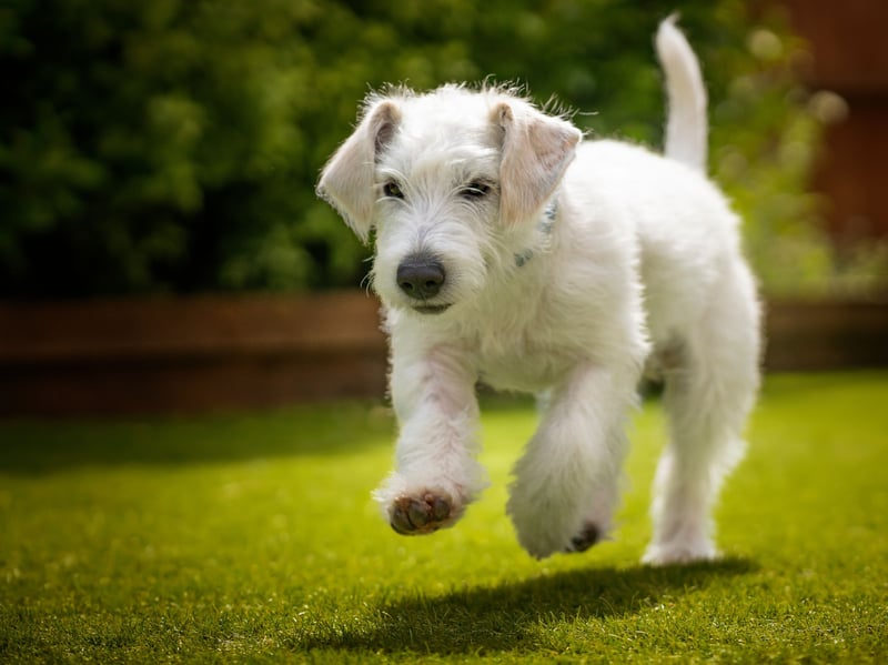 Yet another Poodle crossbreed, the Jackapoo combines the hypoallergenic favourite with a cute Jack Russell Terrier. The result is a loyal and fun dog whose appearance can vary dramatically depending on which parent it takes after.