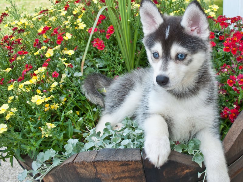 A somewhat unlikely-sounding cross between a Pomeranian and a Siberian Husky, the Pomsky combined the latter's gorgeous markings with the formers smaller body. A crossbreed that can be energetic, vocal and tricky to train, this is one suitable for experienced owners only.