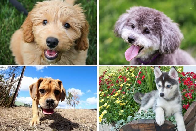 Four of the most popular canine crossbreeds.