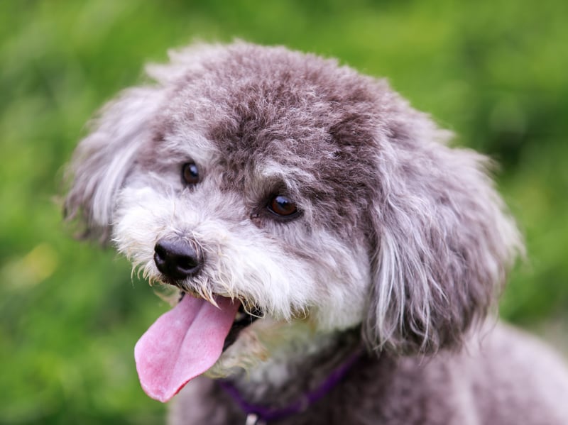 The wonderfully-named Schnoodle is a mix between the Schnauzer and the Poodle available in several sizes (depending on the size of Poodle in question). Schnoodles are intelligent and easy to train, although their distinctive coats require substantial grooming and regular maintenance.