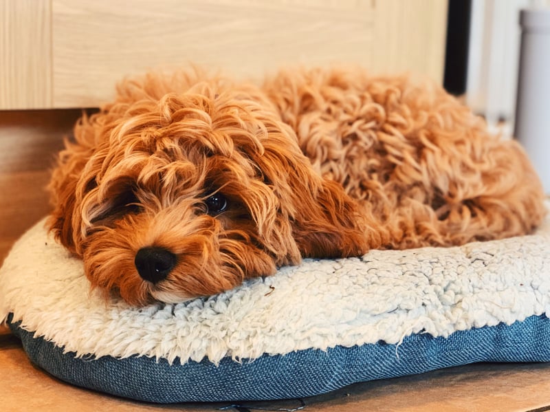 A Cavalier King Charles Spaniel crossed with a Poodle, Cavapoos are loved by their owners for their affectionate, and sociable personalitues and small size. These are dogs that thrive on close companionship with their human.