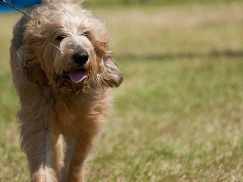 Dating back to the North-West of England in the first half of the 19th century, the Otterhound is a very rare breed - with only around 600 in existence worldwide. There were just 10 new registrations in the UK last year.