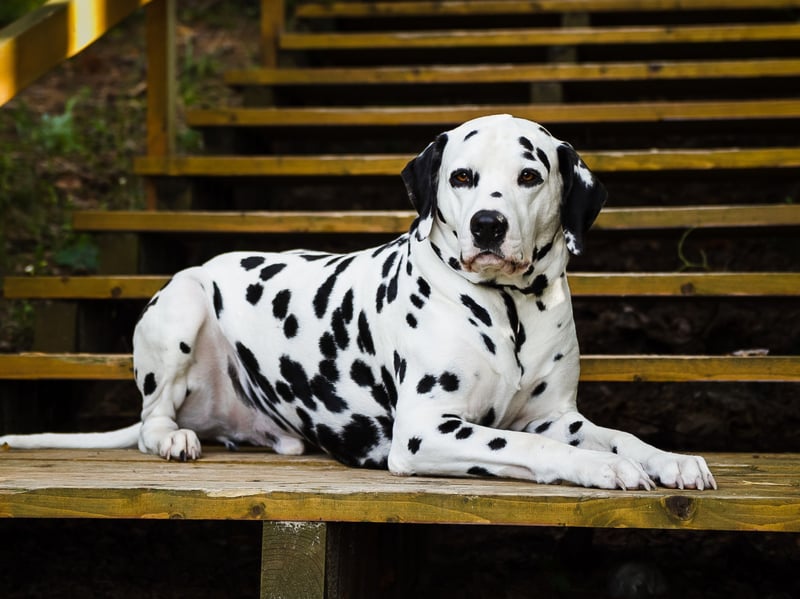 Talking of doggy acting stars, there were 101 Dalmatians in the successful Disney film (and 102 in the sequel). Registrations of the spotty dog have fallen 32 per cent over 10 years though to just 743, dropping more than 55 per cent since its pandemic peak of 1,662 in 2021.