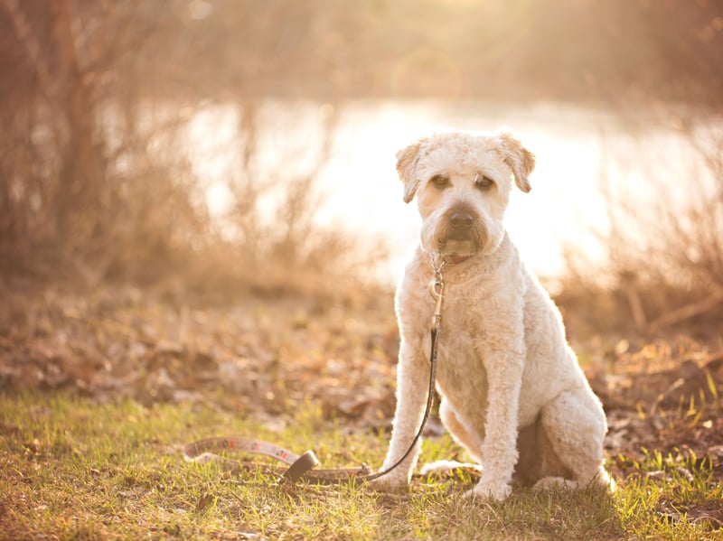The only breed of Terrier on this list, the Soft Coated Wheaten Terrier has suffered a 71.8 per cent decline over the last decade, falling from 326 registrations down to just 92.