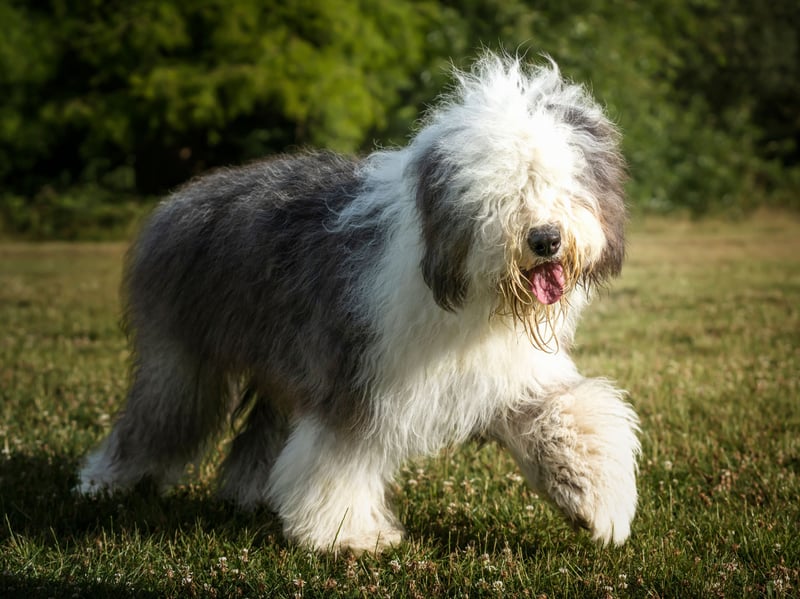 British dog breeds don't come much more iconic than the Old English Sheepdog - known to millions as the the famous 'Dulux Dog' due to the paint adverts. There were just 218 recorded with the Royal Kennel Club last year.