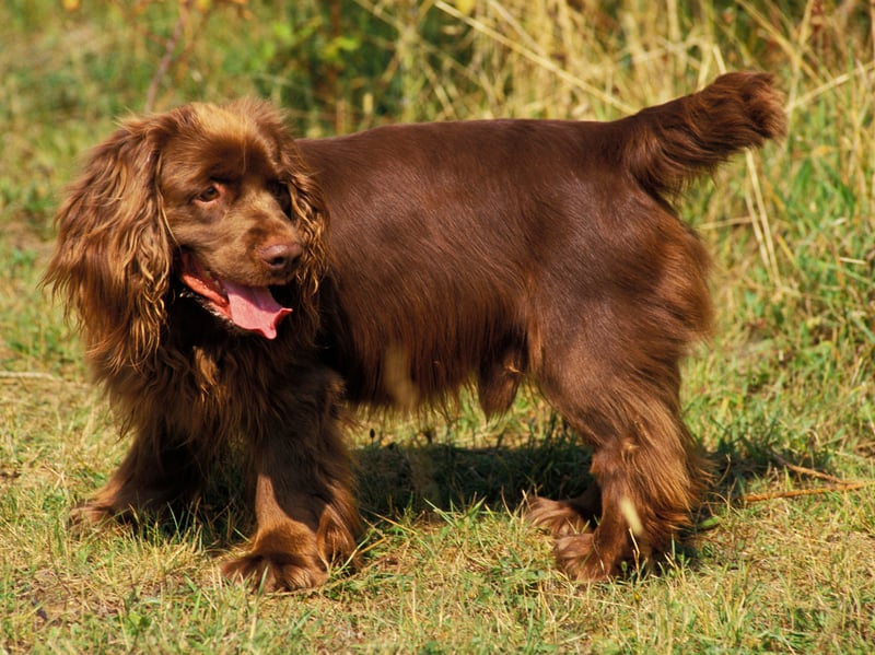 First recorded (as the name would suggest) in Sussex in 1795, the Sussex Spaniel is a close relative of the Clumber Spaniel. There were only 15 registered last year.